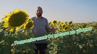 Подсолнечник!От посева до уборки #notill