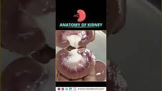  Comment down the names of kidney's parts!