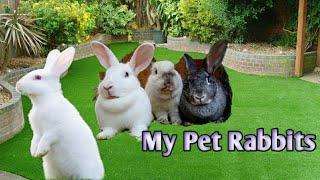 Rabbits Playing and Eating | My pet Rabbits | Baby Rabbits plying with her Mother