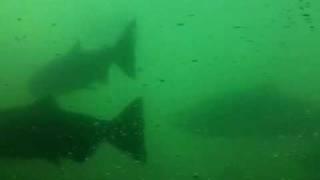 Bonneville dam fish ladder