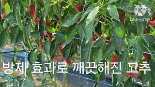 재능대학교 복지케어과 (옹달선생)주말농장