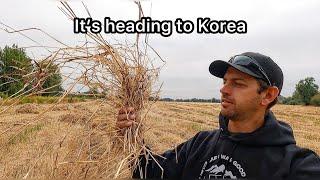 How This Grass Went From Oregon To Korea.  Worldwide Farming