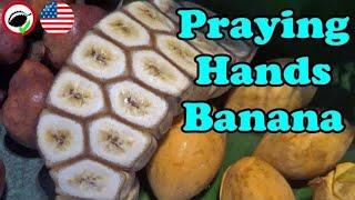 BANANAS that are STUCK TOGETHER (Praying Hands Banana) Weird Fruit Explorer Ep. 343