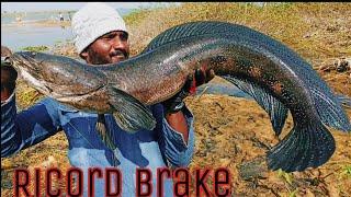 Big Size Sneakhaed | 7.700 kg Fish Catching | Unbelievable  Big Snakehead Catching | Amazing Fishing