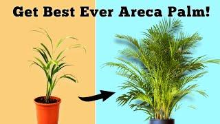 USE THIS To Grow BEST EVER Areca Palm Plant// Areca Palm Care Indoor