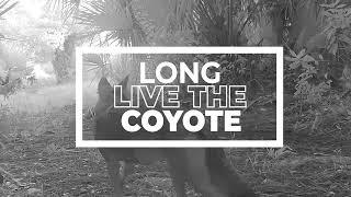 Here's Why COYOTES are Important to the Everglades Ecosystem