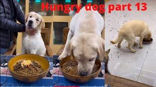 hungry dog   | part 13