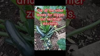 Garden tips 19 - Cut leave for bigger & healthier zucchinis #zucchini #vegetablegarden #gardentips