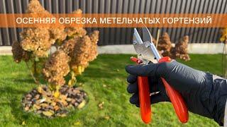 ОСЕННЯЯ ОБРЕЗКА МЕТЕЛЬЧАТЫХ ГОРТЕНЗИЙ