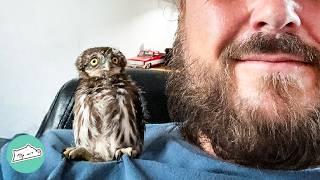 Man Saves 4 Baby Owls From Vent. Now They're a Flock | Cuddle Buddies