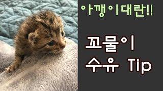 아깽이대란과 새끼고양이 수유 케어 팁. Newborn kitten feeding tips.