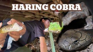 DUMUNGAW NA COBRA AT KING COBRA SA UNISAN #cobraprince #vlog #kingcobra