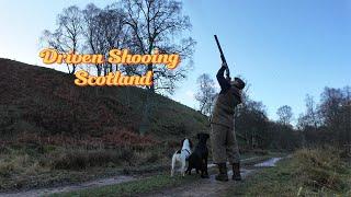 Driven Shooting in Scotland with Labrador & Springer Spaniel Gundogs