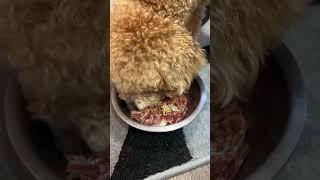 #mukbangers #mukbang #eating #eatingsounds #doglife #foodblogger #foodlover #funnydogs #cute 