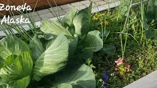 An Alaska Garden visit. 2022