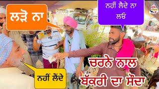 ਚਰਨੇ ਨਾਲ ਬੱਕਰੀ ਦਾ ਸੌਦਾ | Tungwali bakra mandi | #goat #bakramandi #rajudirba