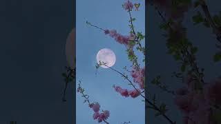 KD | Music | Lo-Fi Music #lofimusic #music #lofi
