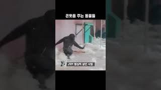 큰웃음 주는 동물들