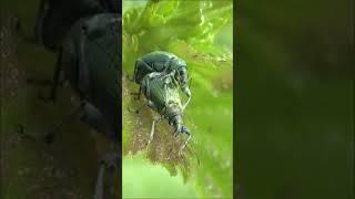 Nettle weevil / Крапивный долгоносик #shorts