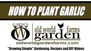 How To Plant Garlic