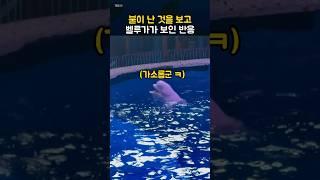 불이 난 것을 보고 벨루가가 보인 반응