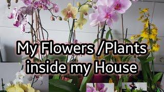 My Flowers and Plants inside my House ||Ailyn Willmann Vlog