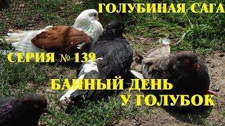 Банный день у голубок - Голубиная сага - Серия 139