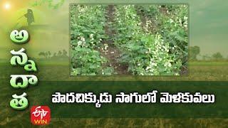 పొదచిక్కుడు సాగులో మెళకువలు | Tips for Cluster beans cultivation | ETV Telugu