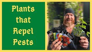 The Ultimate Pest Repelling Plants for a Natural Thriving Garden - Organic Pest Control of Insects