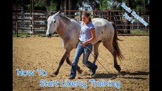 How To Start Liberty Training With Your Horse (Basic Exercises Part 1)