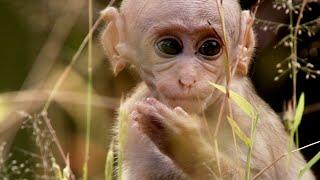 Baby Macaque Social Skills Tested by Violent Elder | Growing Up Wild | BBC Earth