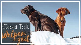 Q&A | Welpenzeit mit Toffee | Foxred + Chocolate Labrador  | KaroLovesMilka