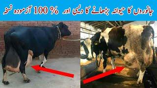 Desi Formula to increase the Udder of Dairy Cows and Buffaloes in Livestock