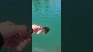 Release #fish #fishing
