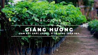 Cây Giáng Hương giống loại 1. Bảo hành trọn đời 2023. Cây lấy gỗ làm giàu bền vững - Cây Giống 4S