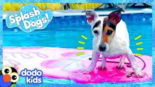 Little Dog Dreams Of Swimming In The Big Ocean | Dodo Kids | Splash Dogs