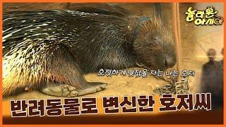 [기막힌 클립] 호저가 생각보다 귀엽다? 스리랑카의 호저 아빠 [TV탐험 놀라운 아시아] | 20051127 KBS 방송