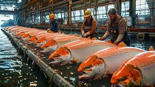 How American Fishermen Catch Billions of Salmon This Way - Commercial Salmon Farms at Sea