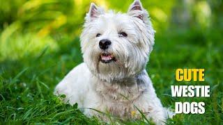 Cute West Highland Terrier Dogs That Will Melt Your Heart! 