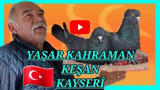  de 50 güvercin'deyse  de 50 seyiste  Yaşar kahraman