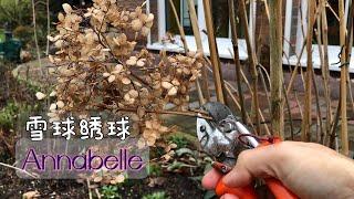 Annabelle乔木雪球绣球花（贝拉安娜）的修剪/新枝老枝的修剪方法/初春需要做什么/为什么要修剪/13.02.2023