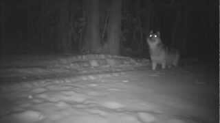 Gray wolf captured on remote camera in Washington State