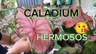 CALADIUM HERMOSOS  LO QUÉ DEBES SABER🪴🪴