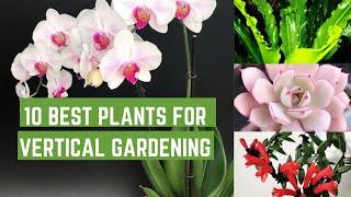 10 Best Plants For Vertical Gardening | Decorative Plants For Indoor #plantsforverticalgardening