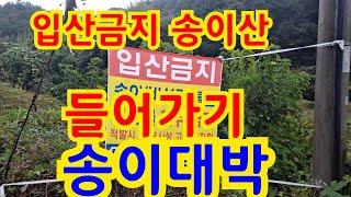 입산금지 송이산 들어가기 1. 청량산자락송이 황토송이.2023년 10월 3일