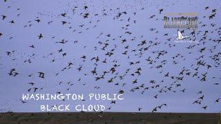 Washington Public Duck Hunting | iXnay | Dr. Duck Black Cloud