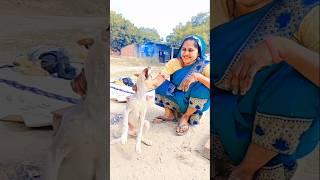  Dog#trending #reels #shorts #funny #viralshort #youtubeshorts #Brijesh Patel