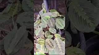 "Maranta Planting & Care: Expert Guide to Growing Prayer Plants"