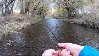 Fly Fishing an urban stream for trout and bass!