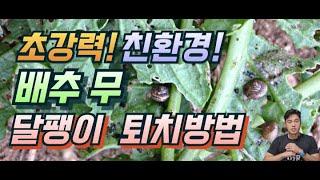 배추 달팽이 살충제. 이거하나면 끝.